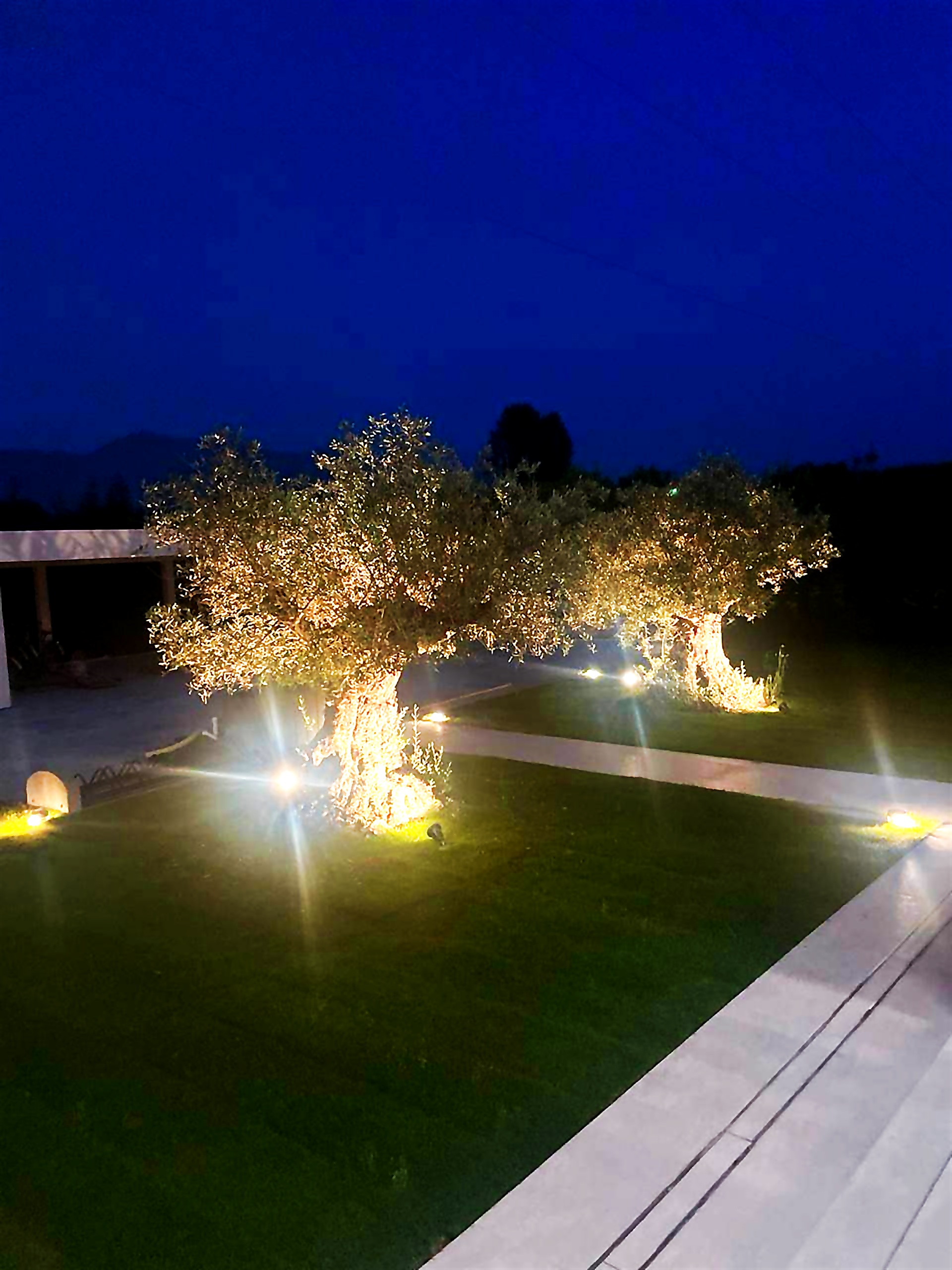 Garden at night